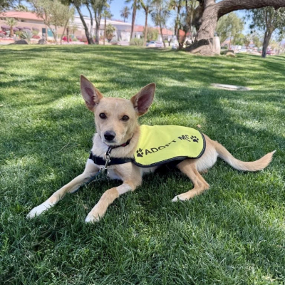 Bingo the Chihuahua
