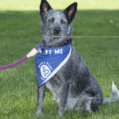 Bluey the Heeler